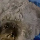 قط شيرازي للبيع