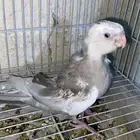 فرخ كروان للبيع