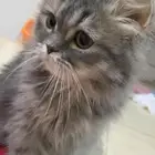 بسه سكوتش ستريت