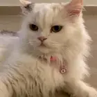 قطة شيرازي للتبني