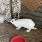 ارانب للبيع