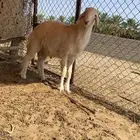 طلي عمره 6 شهور
