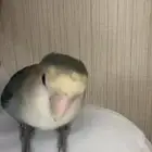 روز هدد داخلي وخارجي شرررط أليف لا يعض على السوم