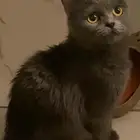 قطط تبني
