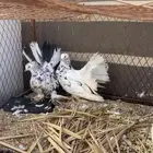 جوز رقاص