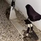 سكوتر نيازي للبيع