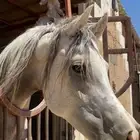 شعبي فاخر