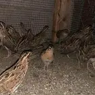 سمان