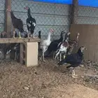 دجاج سندي