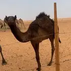 قعود مجهم