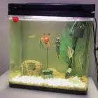 لبيع حوض سمك