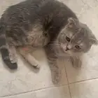 قط ذكر سكوتش