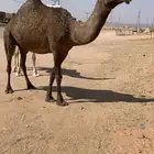 القحه ملاقي كفو تم البيع