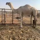 القحه كفو