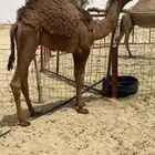 قعود سلاله الهدب