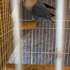 طيور أنثى روز منتج