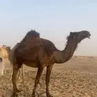 ناقه مجهم طيبه الي في بطنها ثالثها لقحه على وحيدان ال رسام