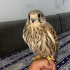بشق