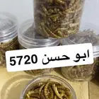 دود قبابي مجفف
