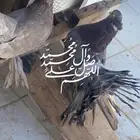 حمام رقاص جوز للبيع