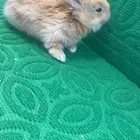 أرانب فطام للتربية فالبيت