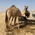 بكره ذلول اصيل لقيه تجذع