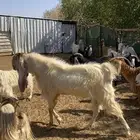 تيس هولندي فحل صنف الجله