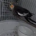 كروان من أجمل الطيور الاليفه