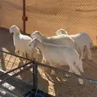 رخال تم البيع