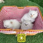 قطط هملايا صغيره
