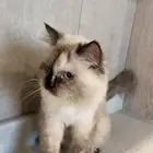 عطني قطوه للتبني وعندها أربع عيال