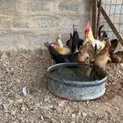دجاج بلدي الصحه شرط