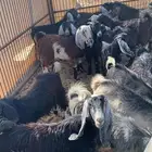 الغنم للبيع