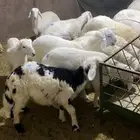 ذبايح بالقسوم والثلاجه وللمناسبات