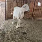 حريه