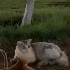بسة ضايعه حي الراجحي
