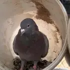 سلام عليكم ورحمة وبركاته البيع فرنسي جوز وحد فردي