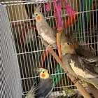 طيور كروان من افضل الطيور غير اليف الواحد ب200 ريال