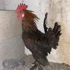 ديك مهجن بلدي وبراهما السوم وصل20