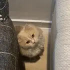 قط ذكر شيرازي للتبني مع جميع اغراضه