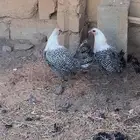 دجاج فيومي بياض