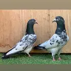 تم البيع.