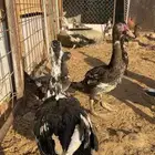بط وحمام