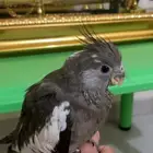 كروان فرح فراشه