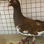 ذكر دنش وانثى كنق للبيع