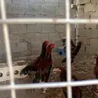 طقم ديك ودجاجة سندي اعمارها 5 شهور ونص تقريبآ