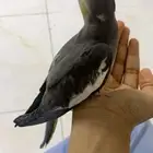 ببغاء فرخ كروان مفطوم (تم البيع)