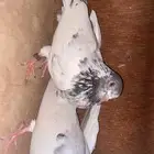 حمام بكستاني تيدي