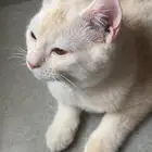 قطو لتبني