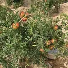 عنب ورمان بني سعد